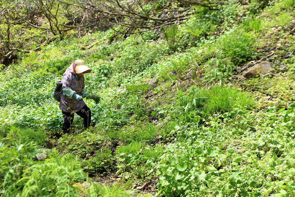 栄村の方言で山を歩き回ることを「山で騒ぐ」と言う。とき子さんが背負っているのは、お祖母さんが編んだ紐製のカゴ。軽くてたっぷり入る。よくできている。