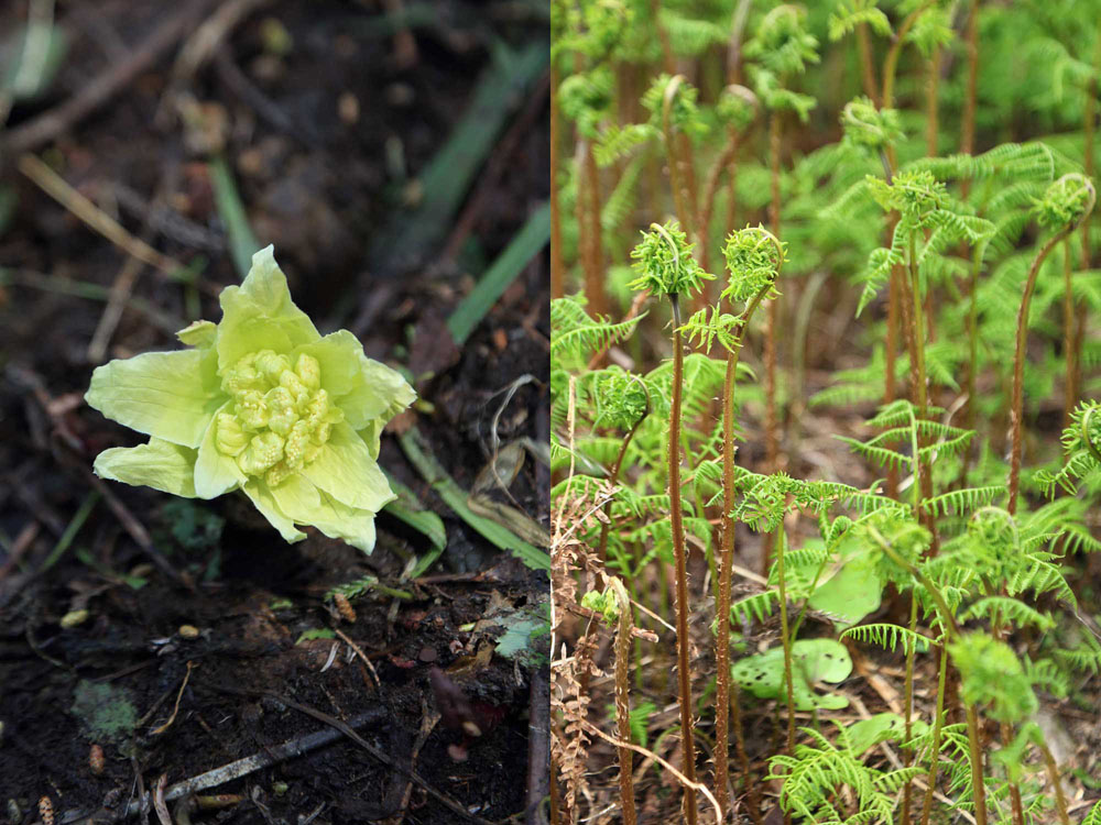 （写真左）フキノトウ：雪の下で雪解けを待って頭を出すため、こんなに淡い色合い。（写真右）赤コゴミ：コゴミと比べると、繊維も味わいもぐっと粗野。甘辛く煮付けて食べる人が多い。