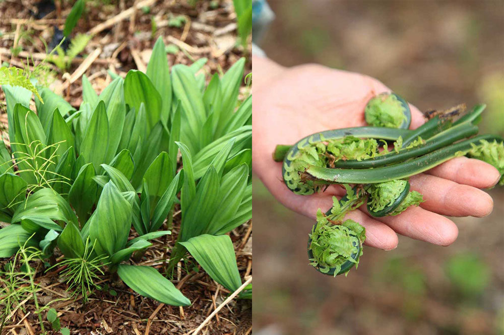 （写真左）行者ニンニク：一見、観賞植物のようだが、調理すると繊細で優しい味わい。（写真右）コゴミ：栄村のあちこちに群生している。クセのない親しみやすいおいしさ。