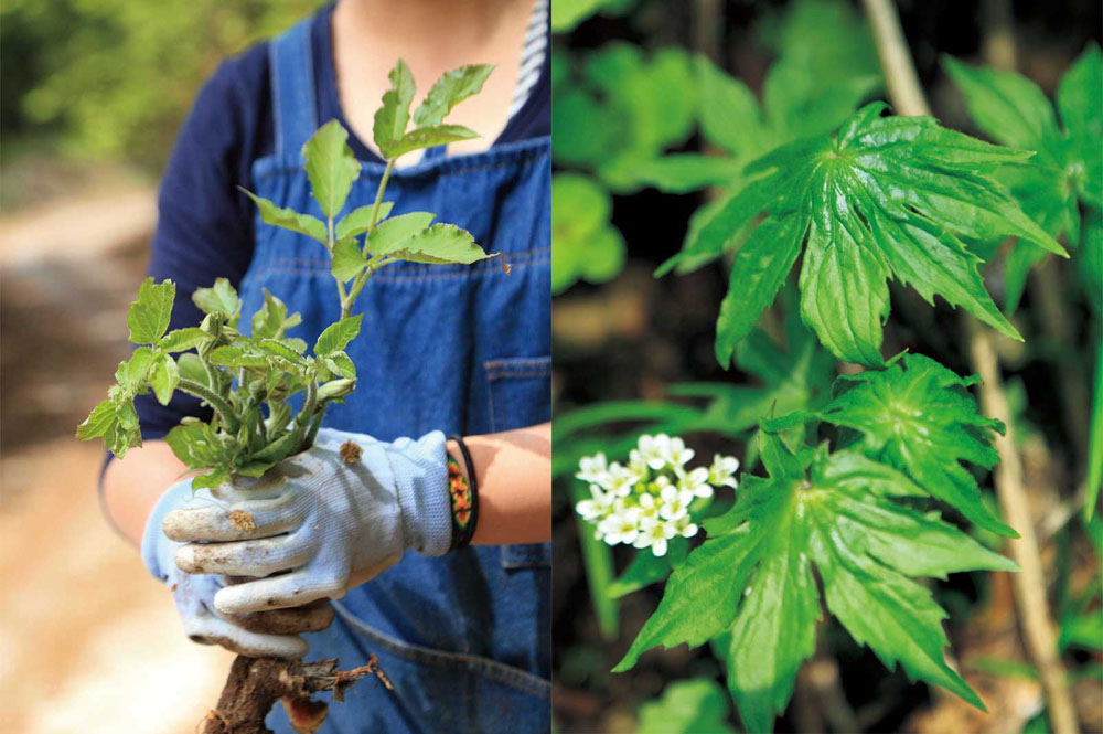 （写真左）山ウド：斜面に生えているところをよじ登って摘み取る。香りもアクもしっかりある。（写真右）モミジガサ：別名シドケ。水辺に生える。