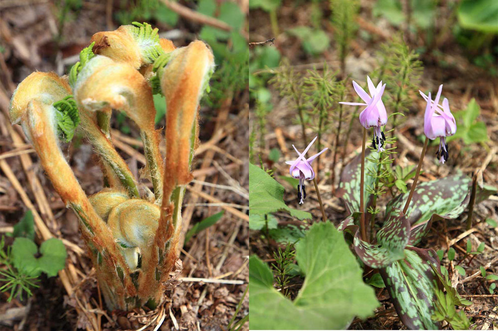 （写真左）ゼンマイ：「男ゼンマイが先に出て、ぐるっと取り囲んだ中に女ゼンマイが出てくる。で、女ゼンマイを食べるの」ととき子さん。（写真右）カタクリ：初心者には「これを食べるの？」と思えてしまう姿。