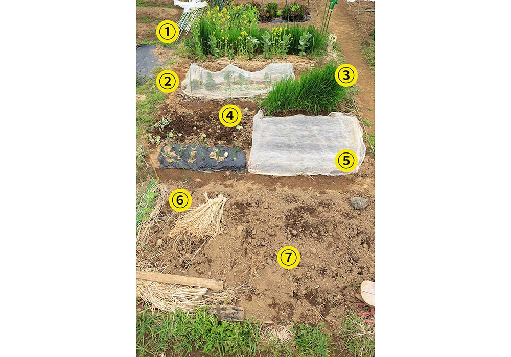 福永さんの「福畑」