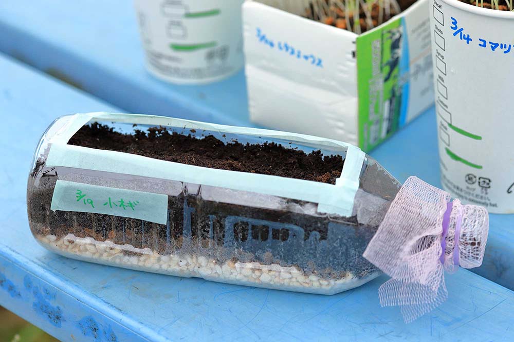 キッチンでマイクログリーンを収穫！ ペットボトルファームの作り方