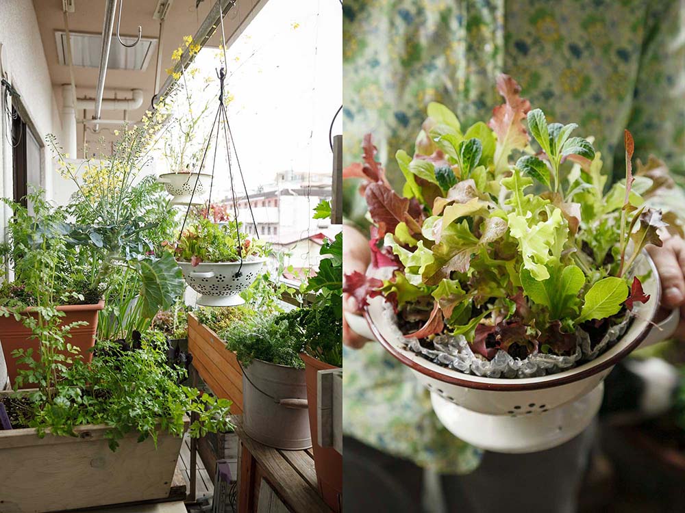 ベランダで始める！ナチュラルに野菜を育てる「寄せ植えのコツ」