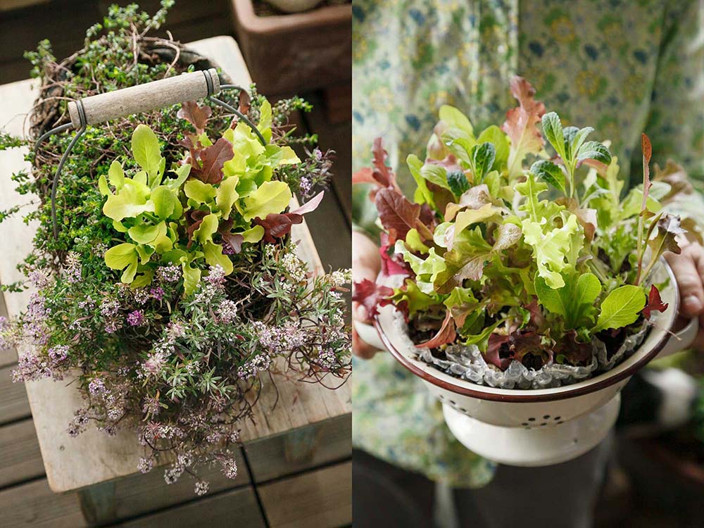 生命サイクルの異なる野菜、ハーブ、花をリレー栽培