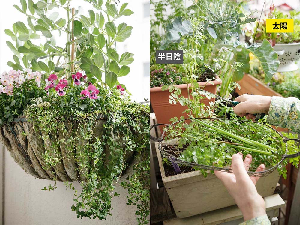 日当たりを観察して植物を配置する