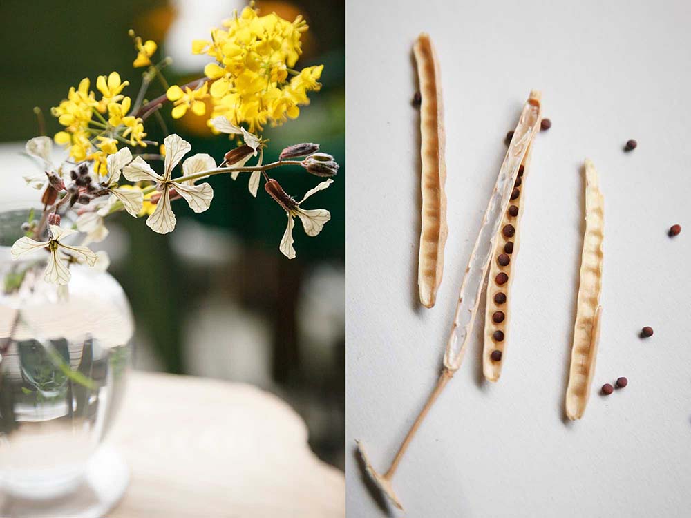 葉野菜を花まで咲かせ、愛でて味わう