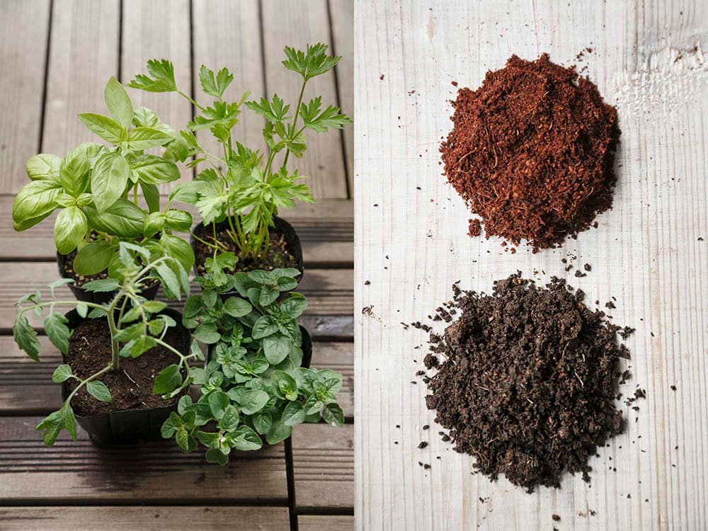 根を張りやすいタイミングで植える