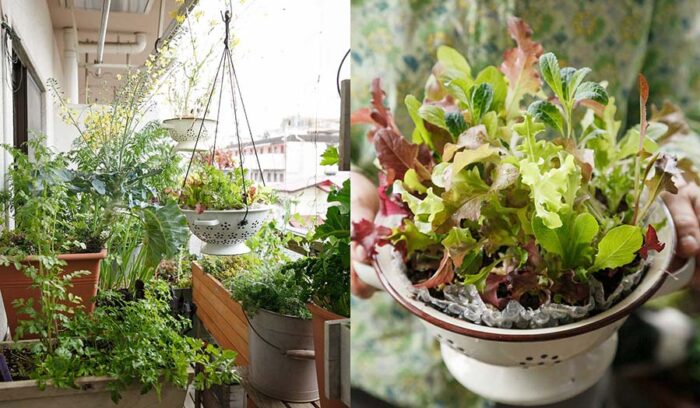 ベランダで始める！ナチュラルに野菜を育てる「寄せ植えのコツ」