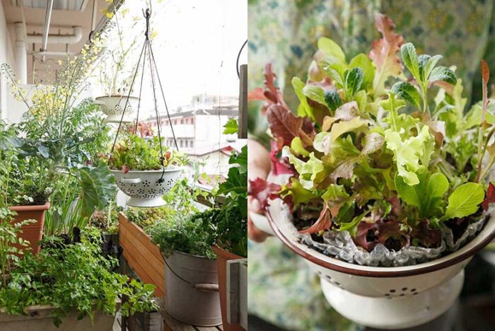 ベランダで始める！ナチュラルに野菜を育てる「寄せ植えのコツ」