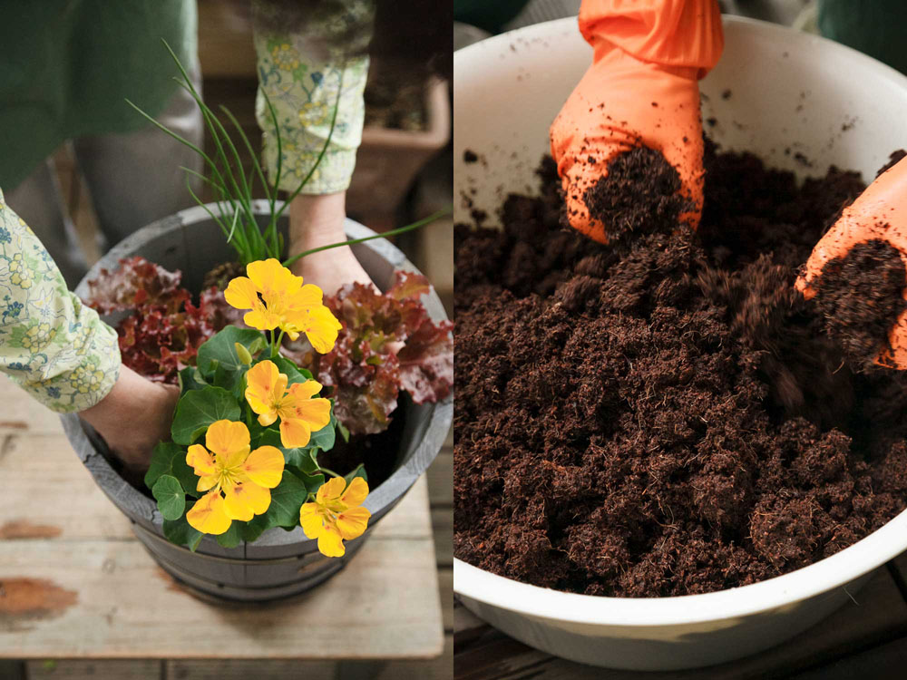 自然の力で元気に育つ！ ベランダ菜園【実践編】