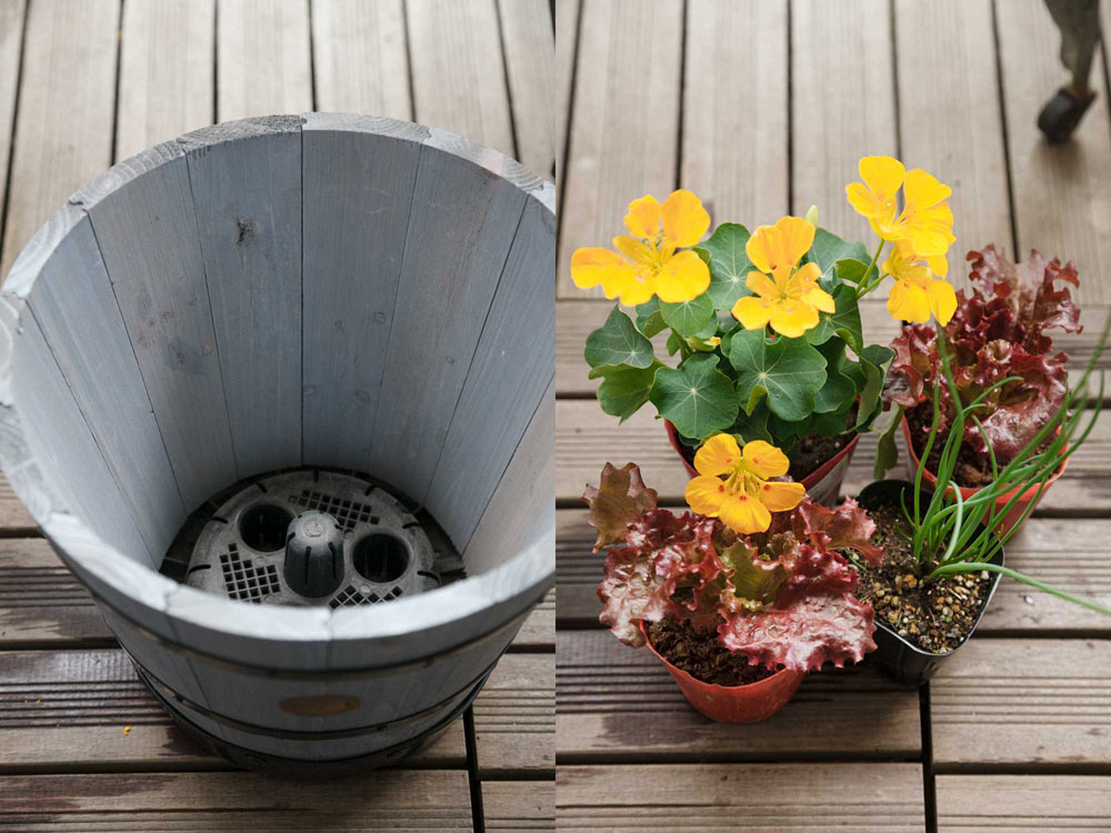 （左）プランター：テラコッタよりも軽い木製の深さ25cm×直径29cmのプランター。底はスリットの入ったプラスチック。 （右）苗（赤リーフレタス、ナスタチウム、チャイブ）：最初は実ものより葉ものが育てやすくオススメ。辛味のあるもの、紫色の野菜は虫がつきにくい。