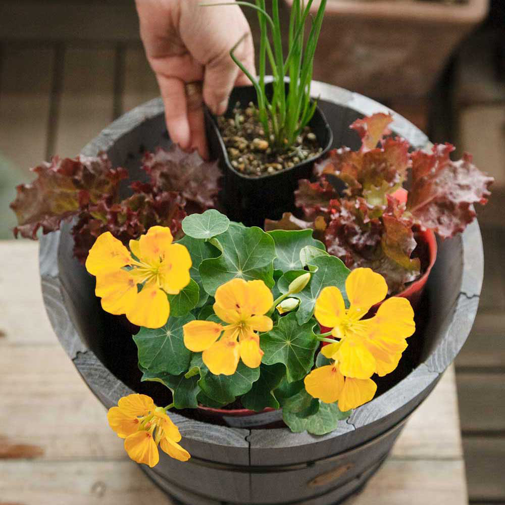 [３]配置を決める ポットごと苗をのせて向きを見定める（花が外側に向くように）。