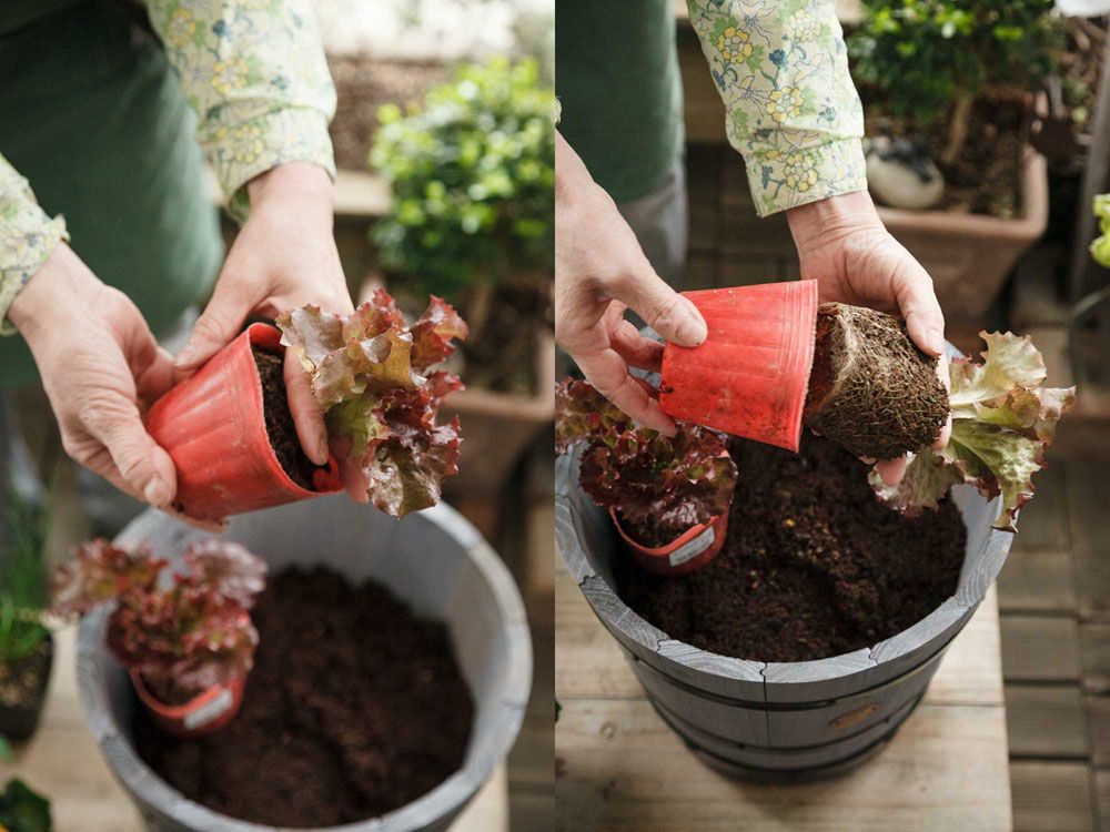 [４]苗の茎もとを指で挟み、ひっくり返す 苗を傷めないよう茎もとを持ってひっくり返し、ポットから取り出す。