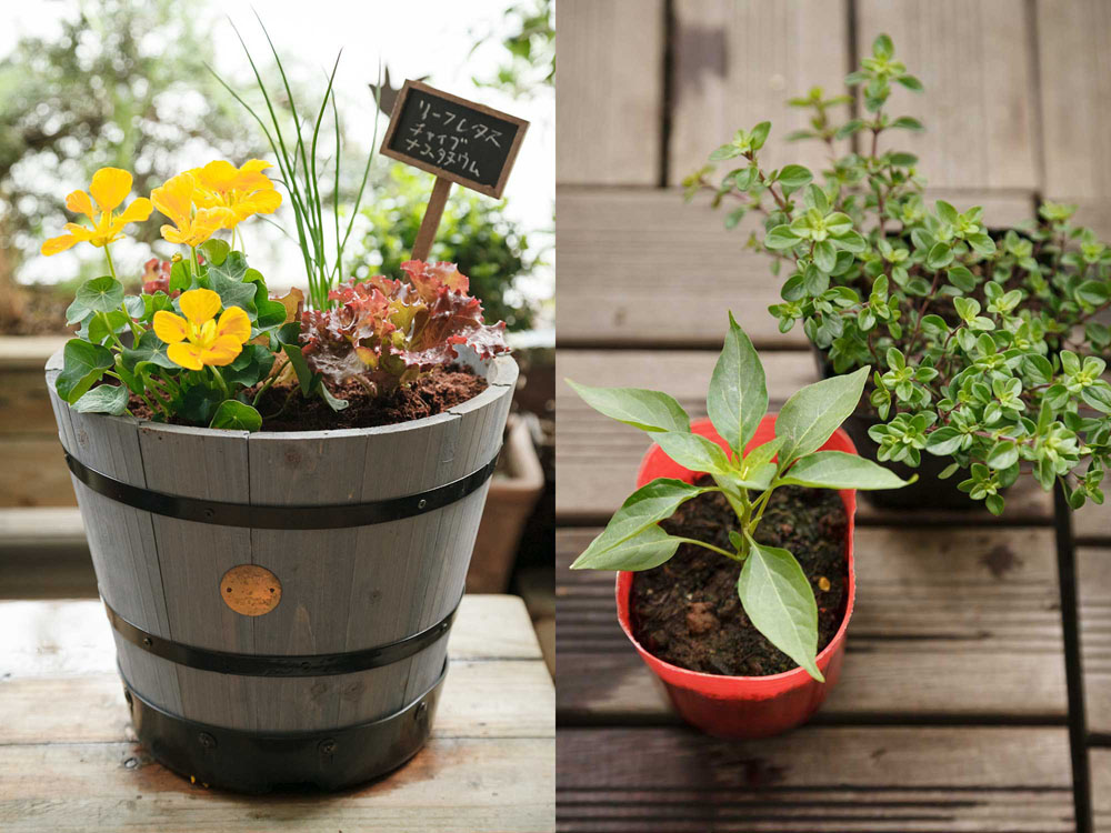 [７]完成！ ５月に植えるなら暑さに強いトウガラシと乾燥を好むタイムの寄せ植えもオススメ。タイムが土の表面を覆い水分の蒸発を防ぐ。