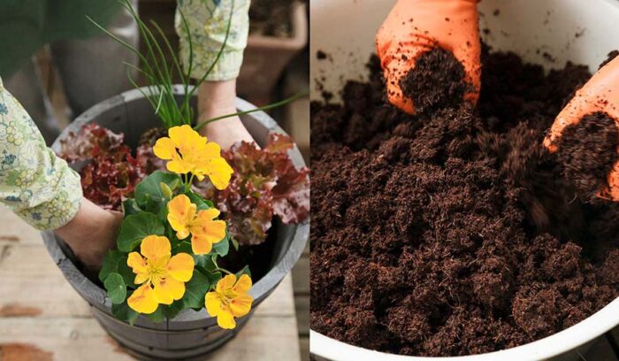 自然の力で元気に育つ！ ベランダ菜園【実践編】