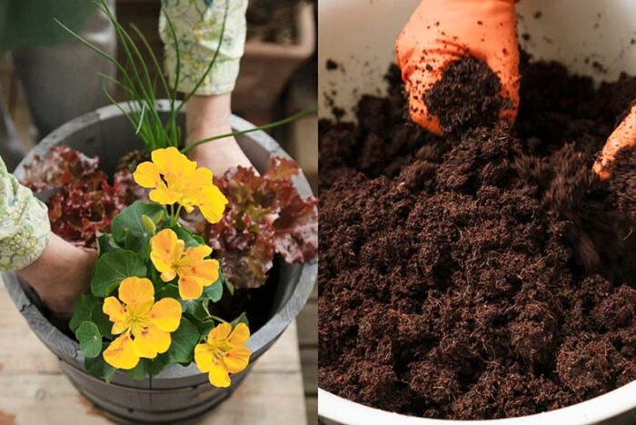 自然の力で元気に育つ！ ベランダ菜園【実践編】