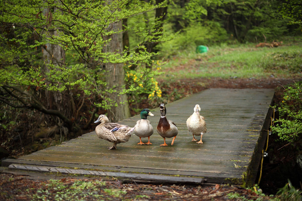 「あるきんぐクラブ」では、４羽の合鴨（合鴨農法の卒業生）と羊３頭を飼っている。羊はオーナー制で、毛刈りの毛はオーナー（手芸家）のもとへ届けられる。