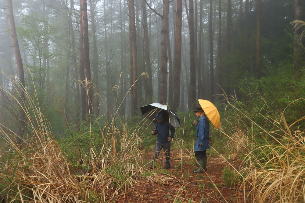 「この辺りは太平洋型の植物相と日本海型の植物相がぶつかる場所で、植生が豊か」と成光さん。取材日は小雨が降って、山に白くヴェールがかかったかのよう。