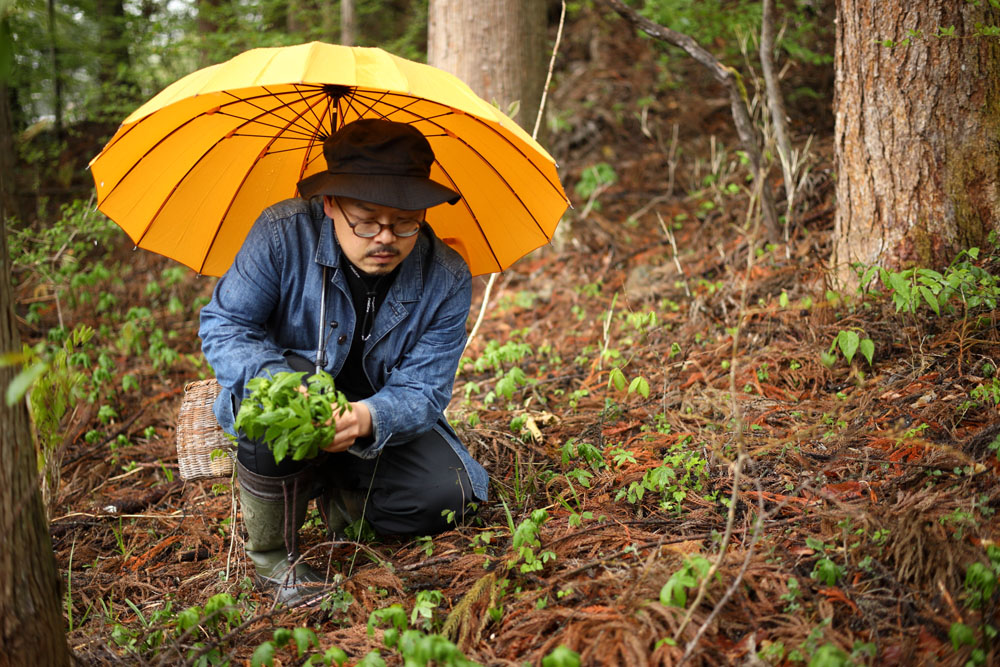 成光さんの好物モミジガサを摘む。成光さんは「コレを食べないと春が来ない」そうだ。