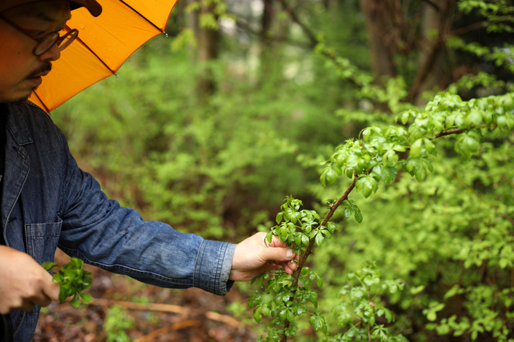 山椒、上溝桜（ウワミズザクラ）、朴葉、苦苺（ニガイチゴ）・・・、悠介さんのインスタグラム（@usuke_29）には様々な野草が紹介されているので、ぜひご覧ください。