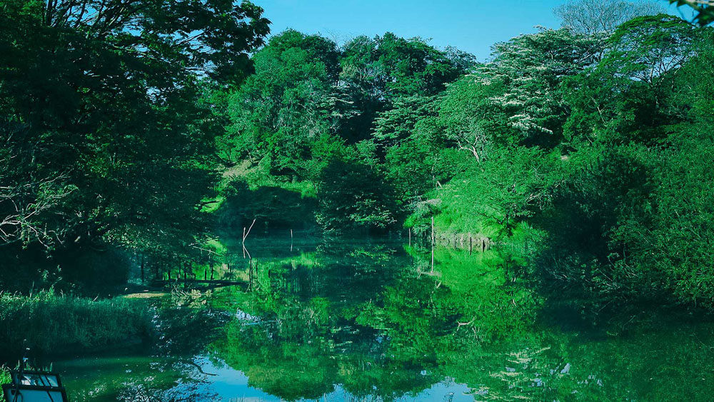 クルックフィールズの森