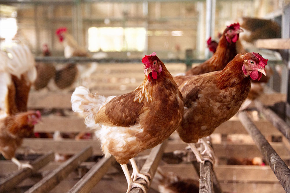 養鶏場