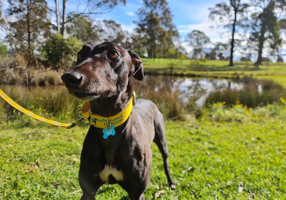 グレーハウンドを救え！人気ブリュワリーが保護犬の譲渡会を主催