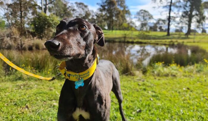 グレーハウンドを救え！人気ブリュワリーが保護犬の譲渡会を主催