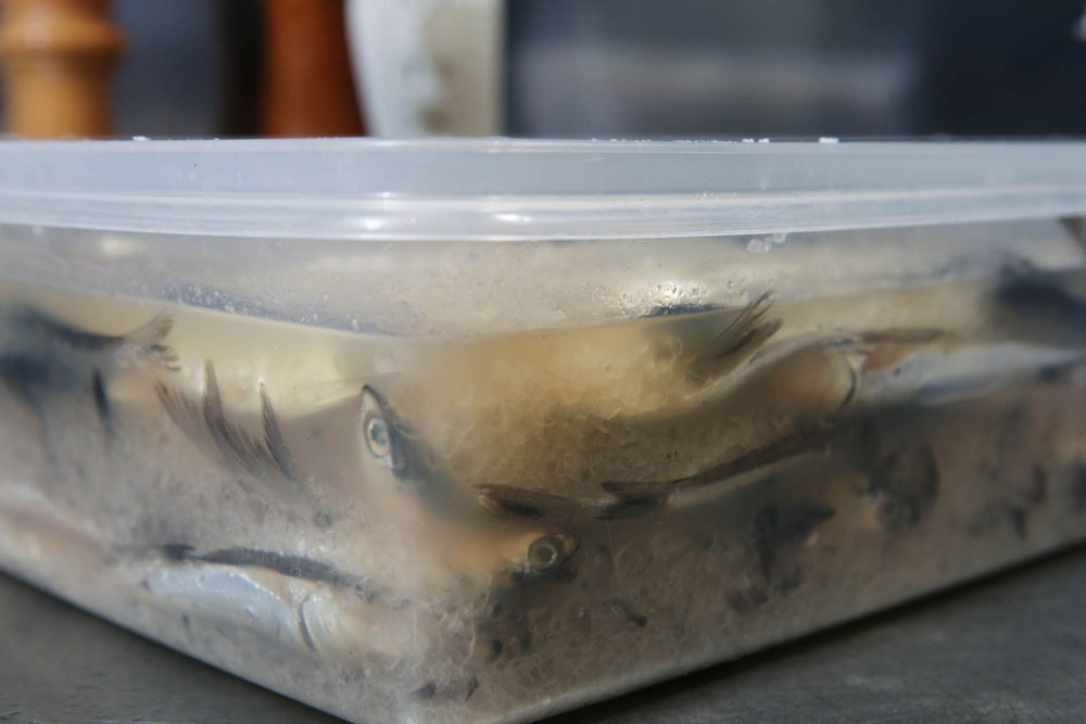 翌日には水が上がる