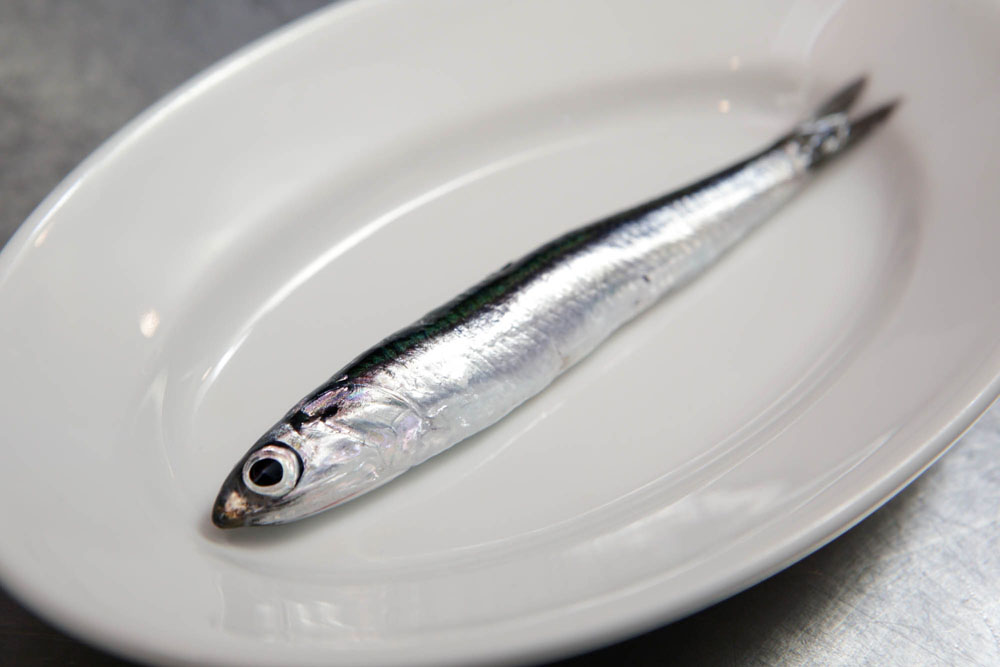 ヒシコイワシは鮮度が命