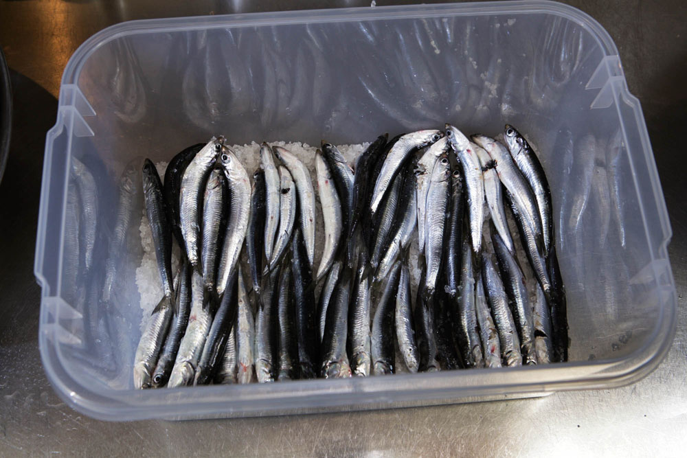 イワシを並べる