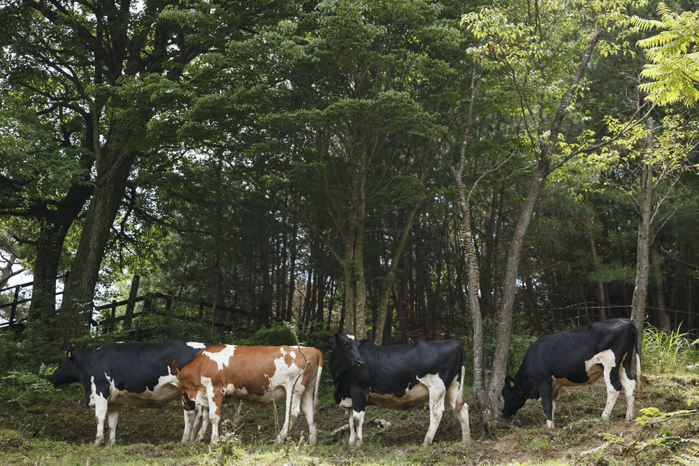 搾乳が自由になり、さらにストレスフリーに。搾乳ロボットの導入で、好きな時間に搾乳してもらえるようになった牛は、牛舎と放牧場を自由に行き来することが可能になった。山を切り拓いてできた放牧地は斜面が多いが、牛は意外に健脚で、急な斜面もどんどん登って行くそうだ。