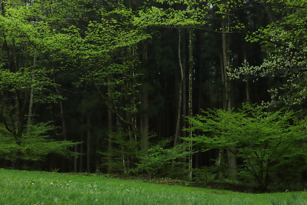 この環境が身の周りにある。「自然体験活動が仕事という家で育ったので、子供の頃から薪火の扱いには慣れていました」
