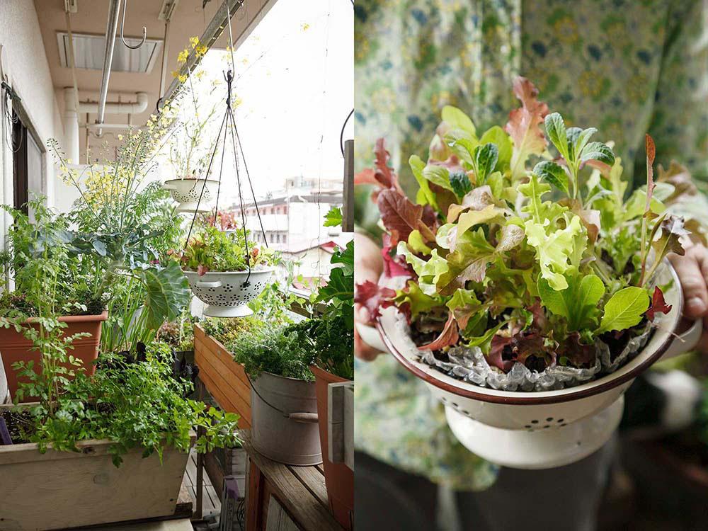 ベランダで始める！ナチュラルに野菜を育てる「寄せ植えのコツ」