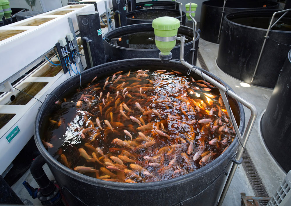 ＜Berlin＞都会の真ん中で漁業と農業を一体化アクアポニックス最新形