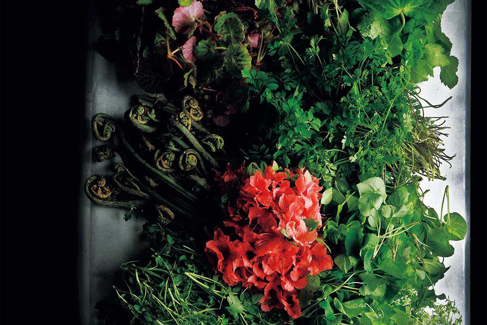 「NARISAWA」成澤由浩シェフの森と向き合う覚悟「関わるなら、とことん関わる」