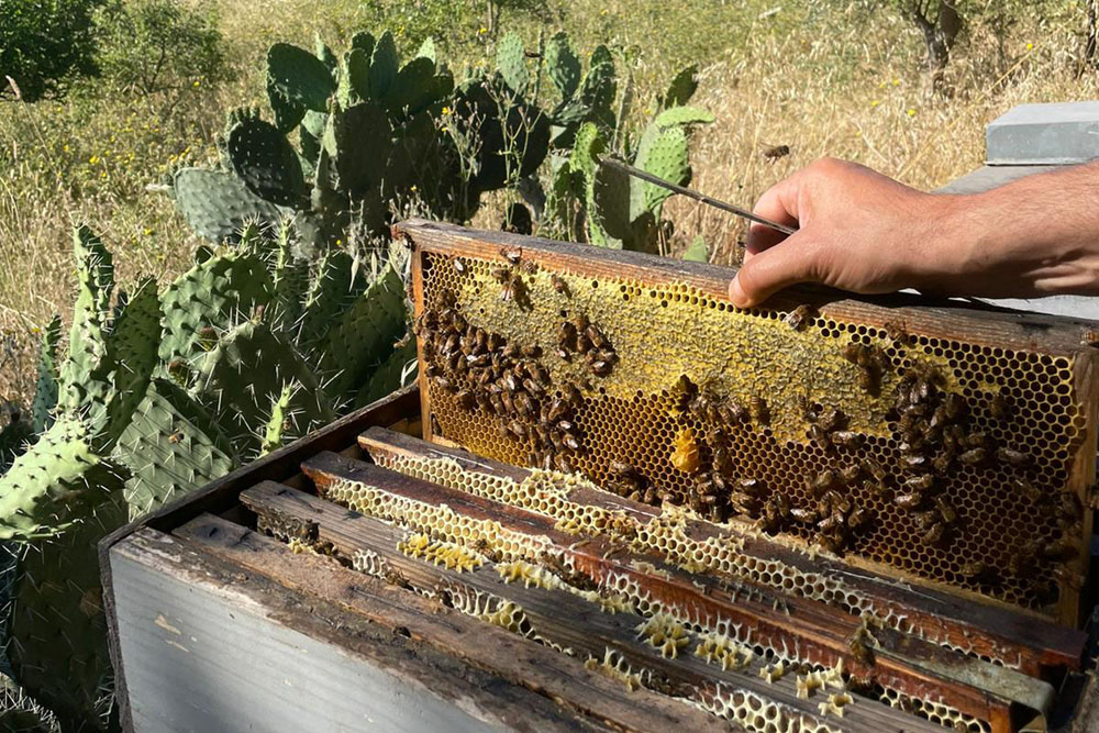 イタリア20州旨いもの案内　サルデーニャの野生植物から採る単花蜜