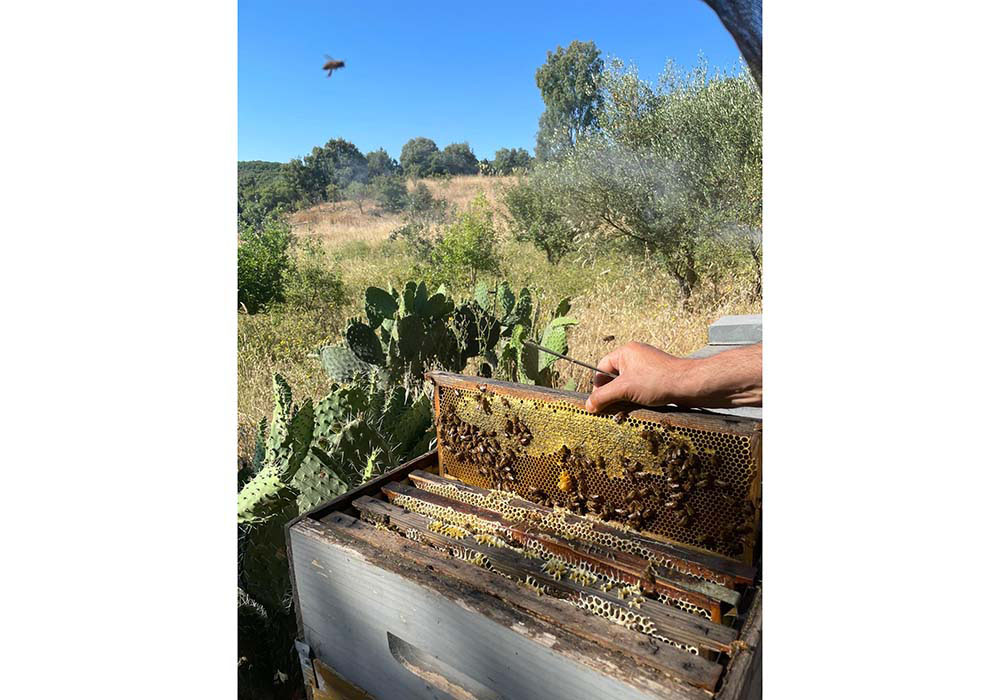 アンティオゴ・マニアス