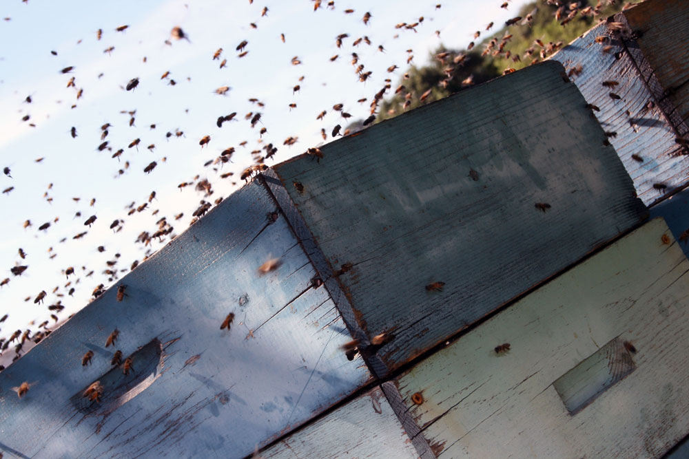 マメ科植物のスッラ