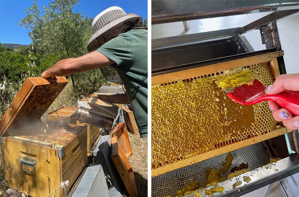 ユーカリの花が盛りを迎えます