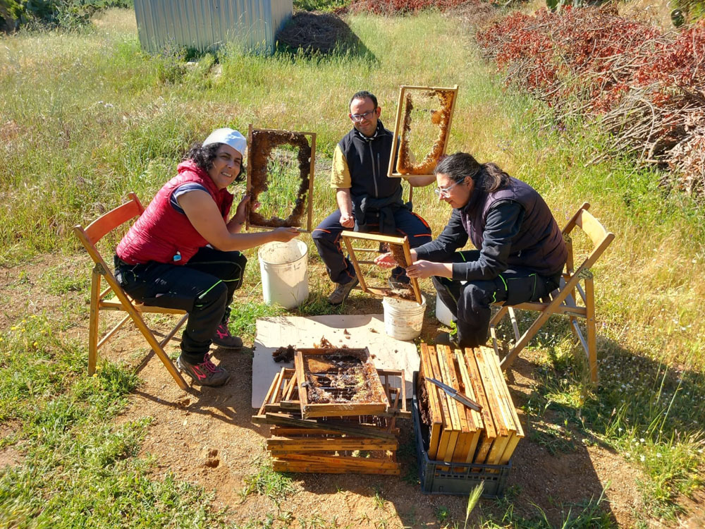 ミツバチの巣箱