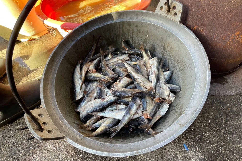 イワシを鍋の中へ