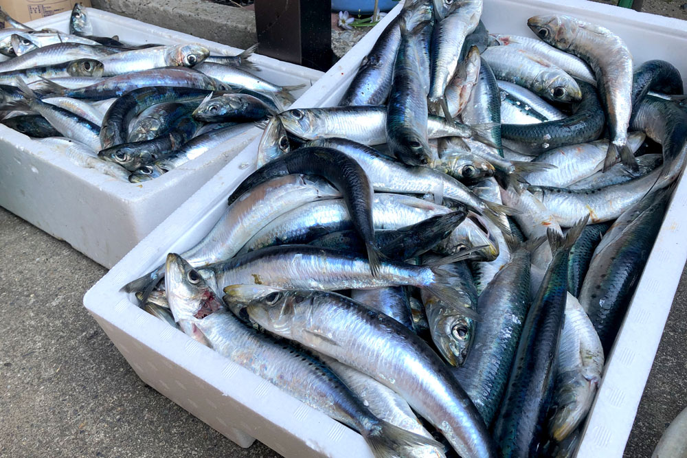 水揚げされたばかり、生きたイワシで作る。しょっからいわし作りには、イワシの鮮度が重要。