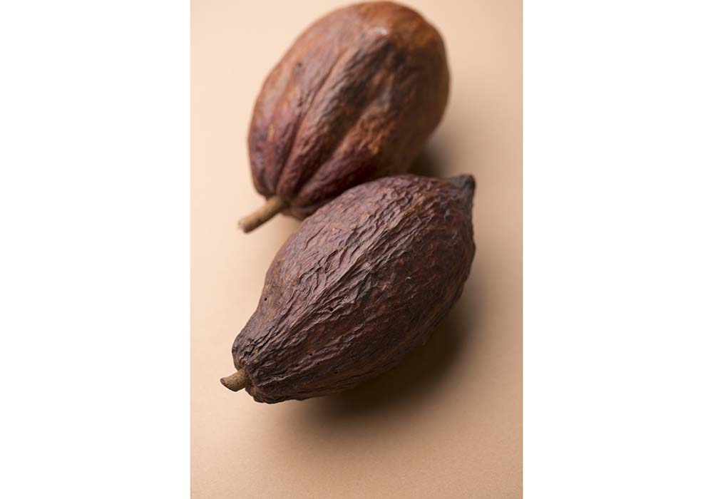 2015年にカカオ産地・ガーナに行ったときに農園からもらったカカオポッド。催事の時などに持って行くことも。