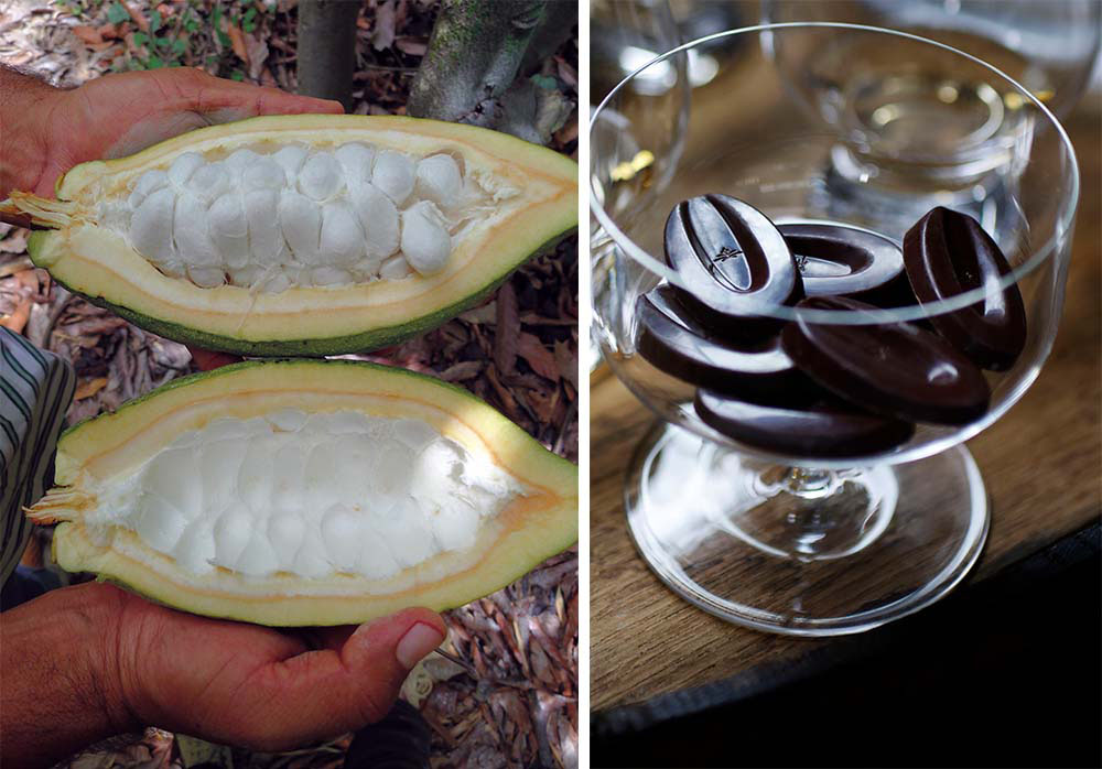 交配をしていない白いカカオ品種のみから作る「イランカ」（12年発売）は、「カカオ品種の保全は、チョコレートの味の多様性を広げる」という信念のもと、ペルー北部ピウラ地区で絶滅の危機に瀕していた“グラン・ブランコ”の木を増やすことからスタート。