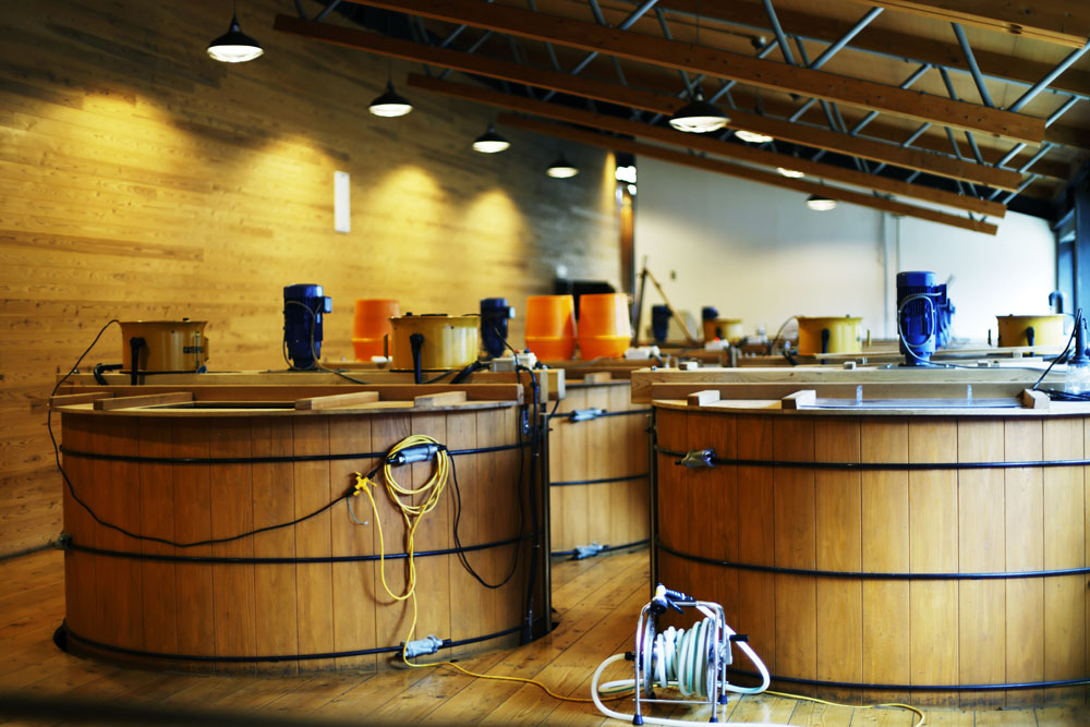多くの蒸溜所では管理しやすいステンレスタンクが主流。伝統的な木製の発酵槽が並ぶ光景は圧巻。