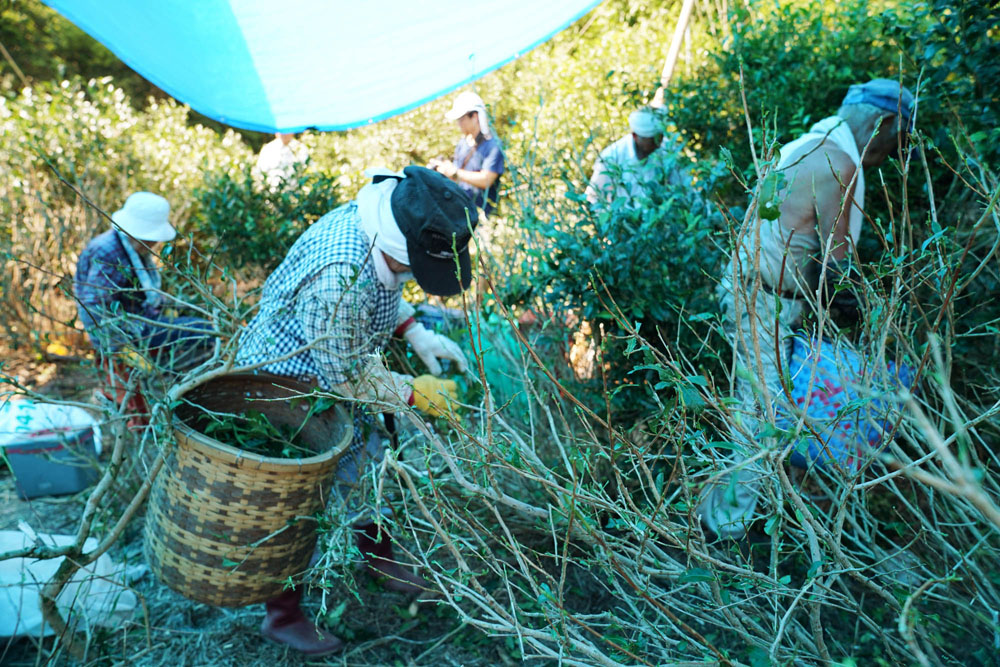 産地や生産者によって摘み方や製法も微妙に異なる。富田さんはすべて手摘みで収穫。