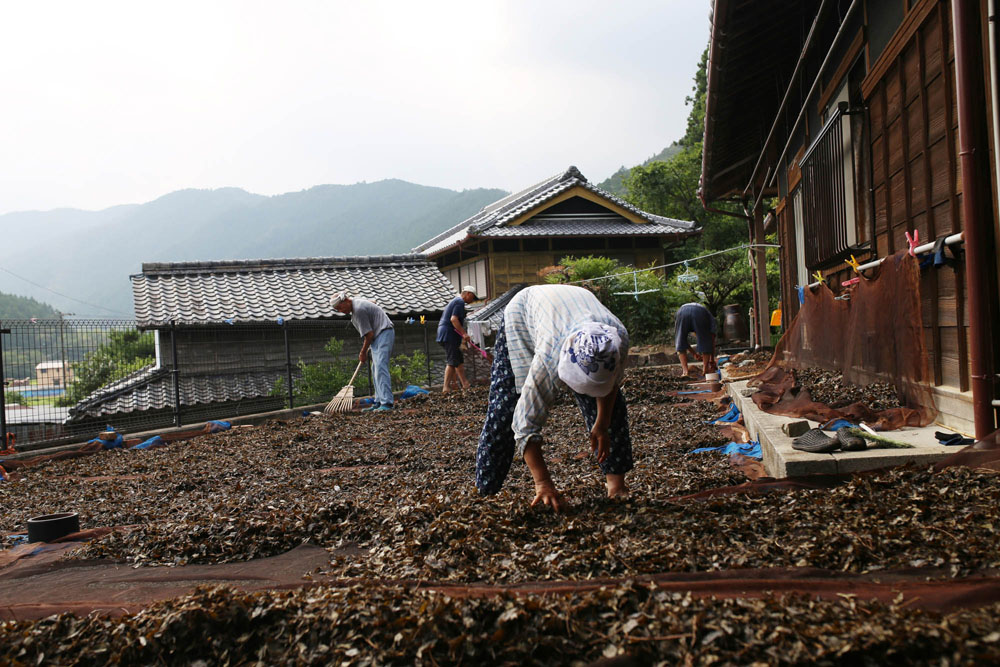 早朝から家族総出で天日干し。