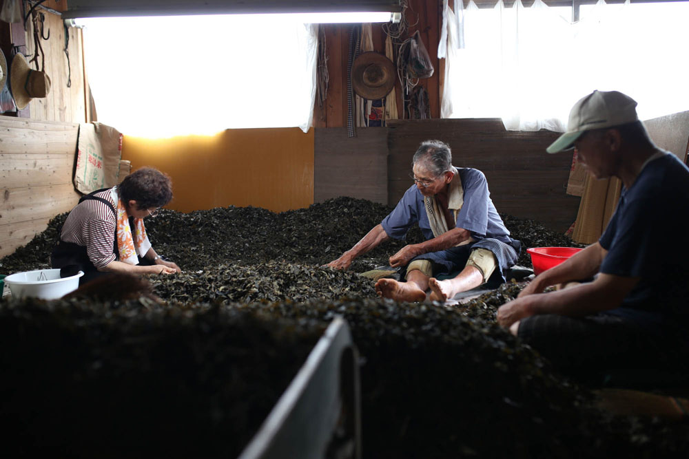 茶葉を乾かす合間に茎と葉を選別。